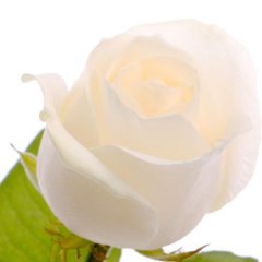Top 20+ imagen valkoinen ruusu jkl